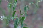 White snakeroot